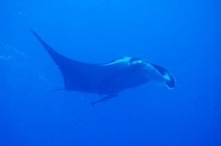 Sortie Plongee en mer rouge.jpg